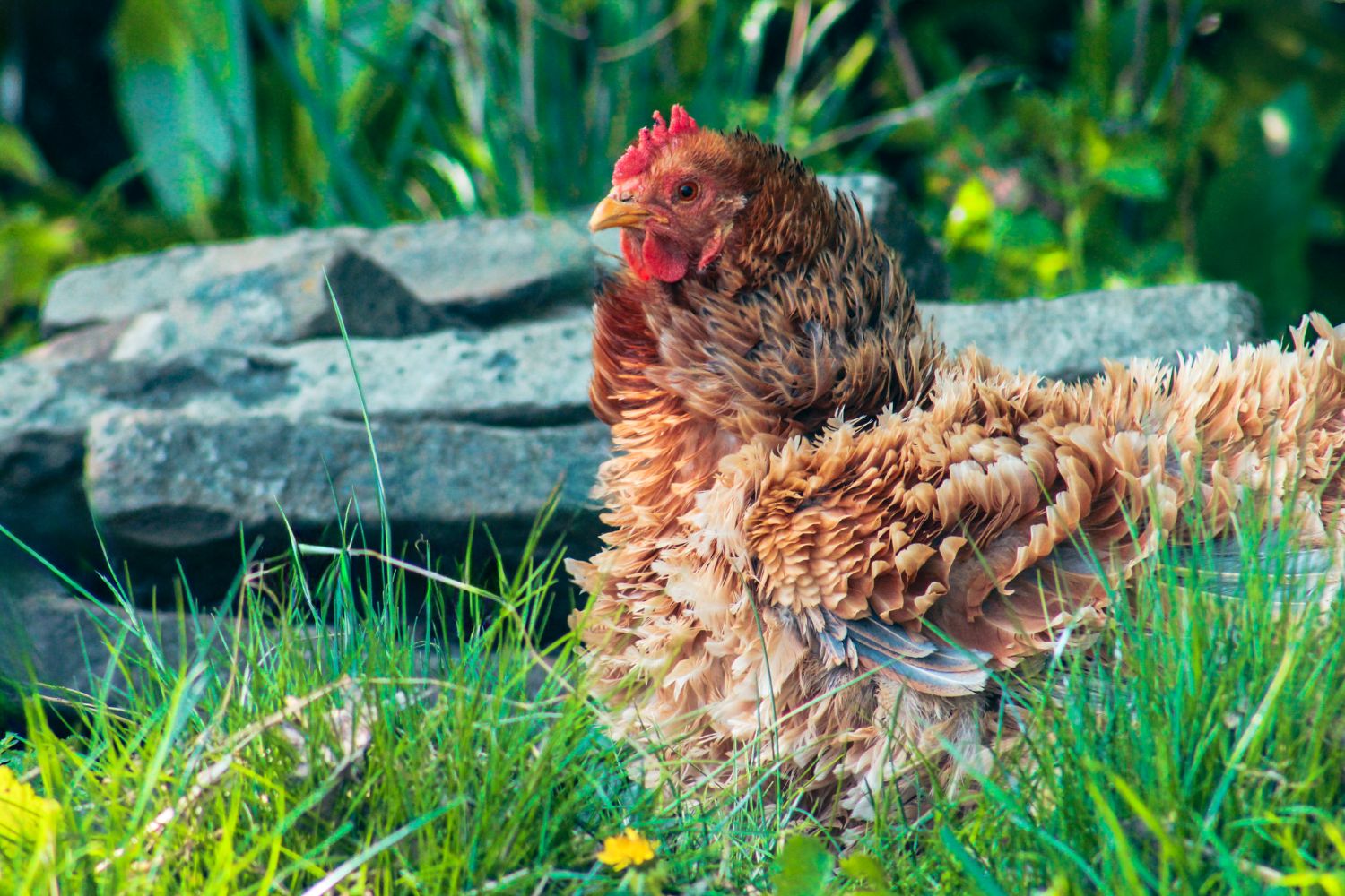 close up shot of sitting chicken