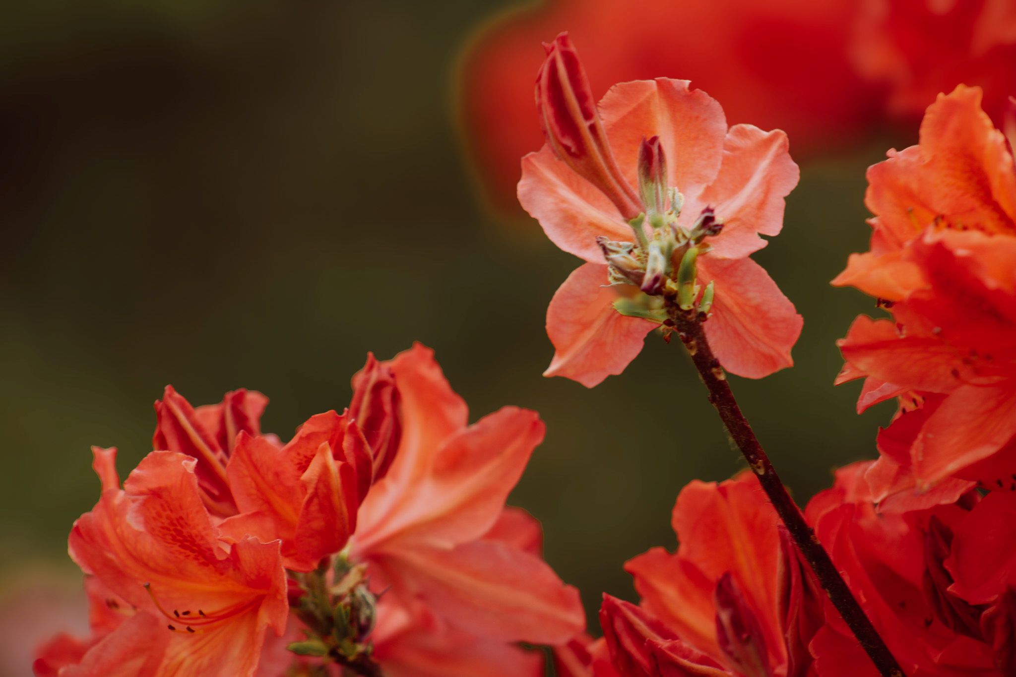 close up shot of red poppies