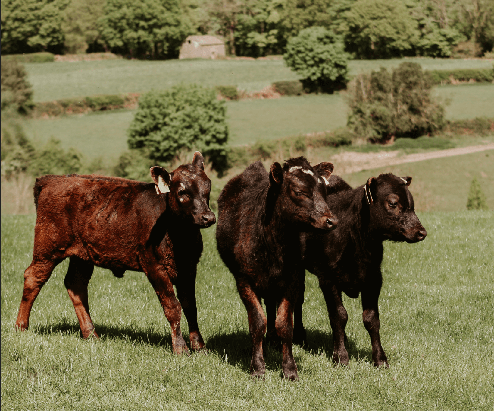 photos of cows