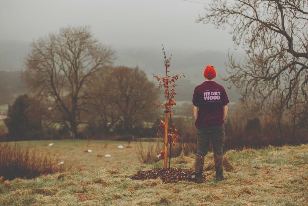 Person tending to young tree